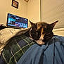 blanket, blind, calico_cat, cat, cozy, furniture, home, indoor, lap, person, pet, picture_frame, plaid, resting, room, screen, sleeping, television, wall, window