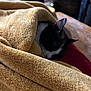 Patches is registered to the contest to win money with this photo: animal, blanket, calm, cat, close_up, comfort, cozy, domestic_animal, feline, fur, home, indoor, nap, pet, red_cushion, relaxation, resting, sleeping, soft_texture, yellow_blanket