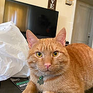 Poncho joined the competition — help win amazing prizes! cat, ginger_cat, pet, indoor, table, plastic_bag, television, collar, tag, fur, whiskers, ears, eyes, face, home, living_room, decoration, wall_art, curious, relaxed