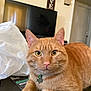 cat, ginger_cat, pet, indoor, table, plastic_bag, television, collar, tag, fur, whiskers, ears, eyes, face, home, living_room, decoration, wall_art, curious, relaxed