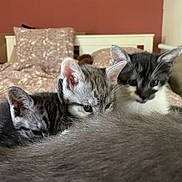 Pimpon participe au concours pour gagner de l'argent avec cette photo : kitten, cat, bed, bedding, feline, animal, indoor, pet, fur, cute, cozy, resting, mammal, sleepy, young, small, domestic, whiskers, ears, closeup