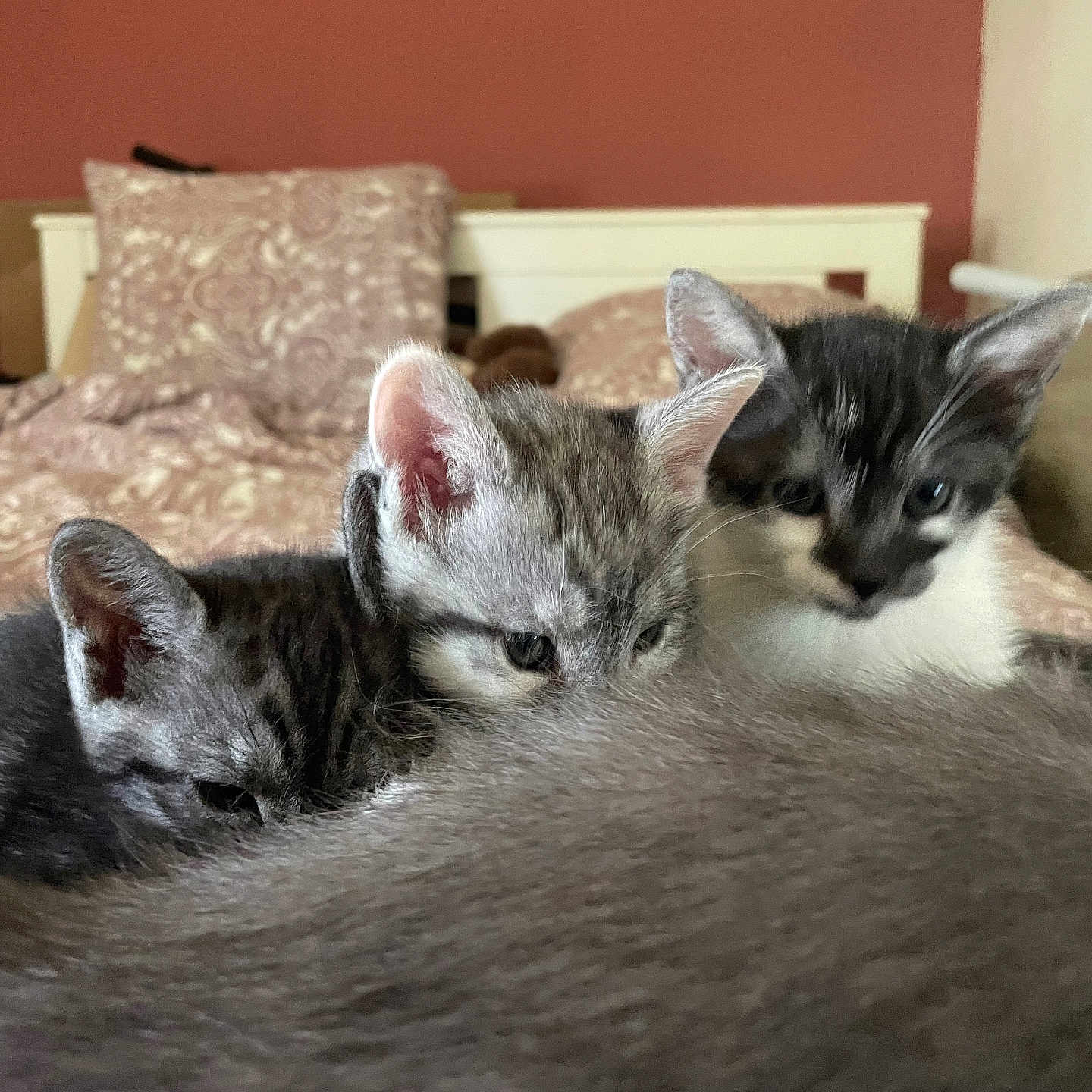 Pimpon participe au concours pour gagner de l'argent avec cette photo : animal, bed, bedding, cat, closeup, cozy, cute, domestic, ears, feline, fur, indoor, kitten, mammal, pet, resting, sleepy, small, whiskers, young