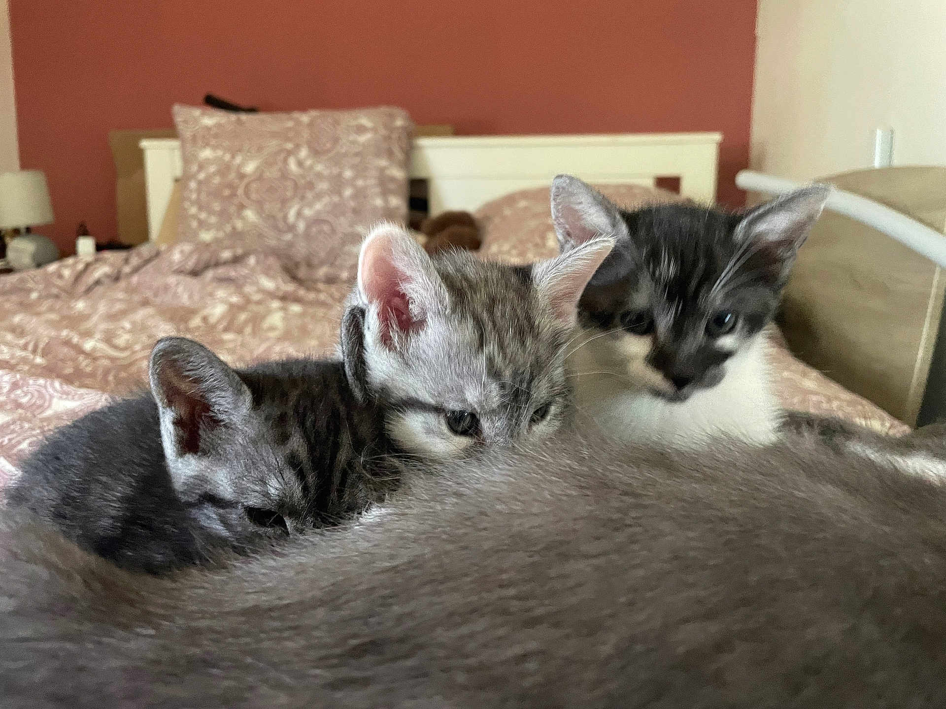 Pimpon participe au concours pour gagner de l'argent avec cette photo : kitten, cat, bed, bedding, feline, animal, indoor, pet, fur, cute, cozy, resting, mammal, sleepy, young, small, domestic, whiskers, ears, closeup