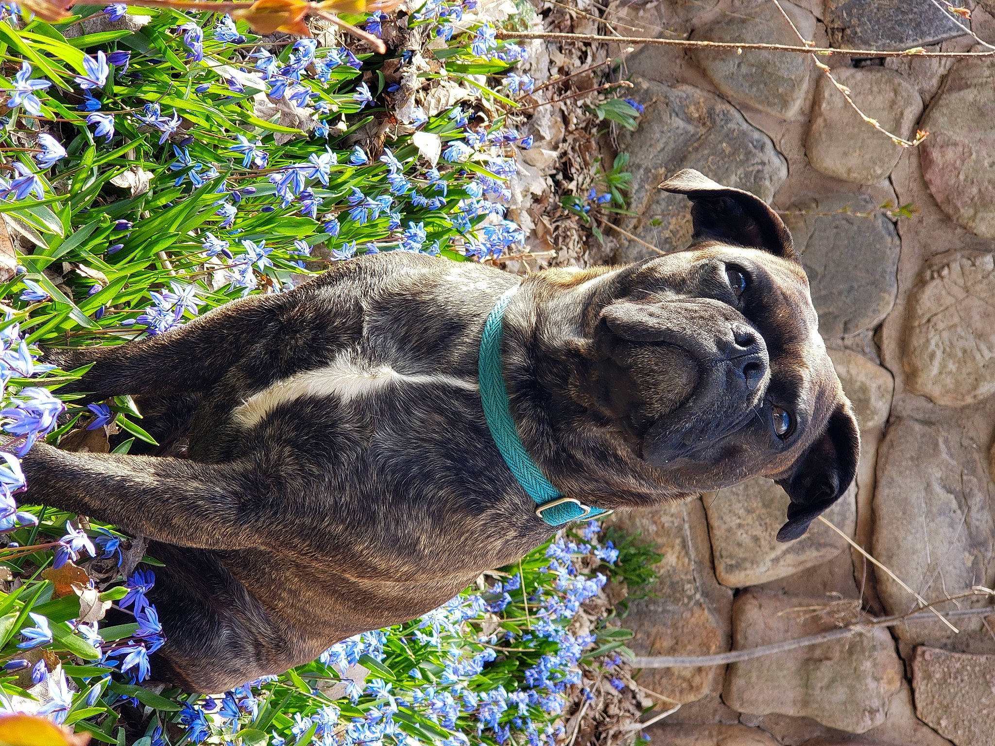 Althea joined the competition — help win amazing prizes! art, canidae, dog_breed, eye, fawn, flower, grass, groundcover, lawn_ornament, livestock, pack_animal, plant, sculpture, snout, sporting_group, terrestrial_animal, tree, wildlife, working_animal, wrinkle