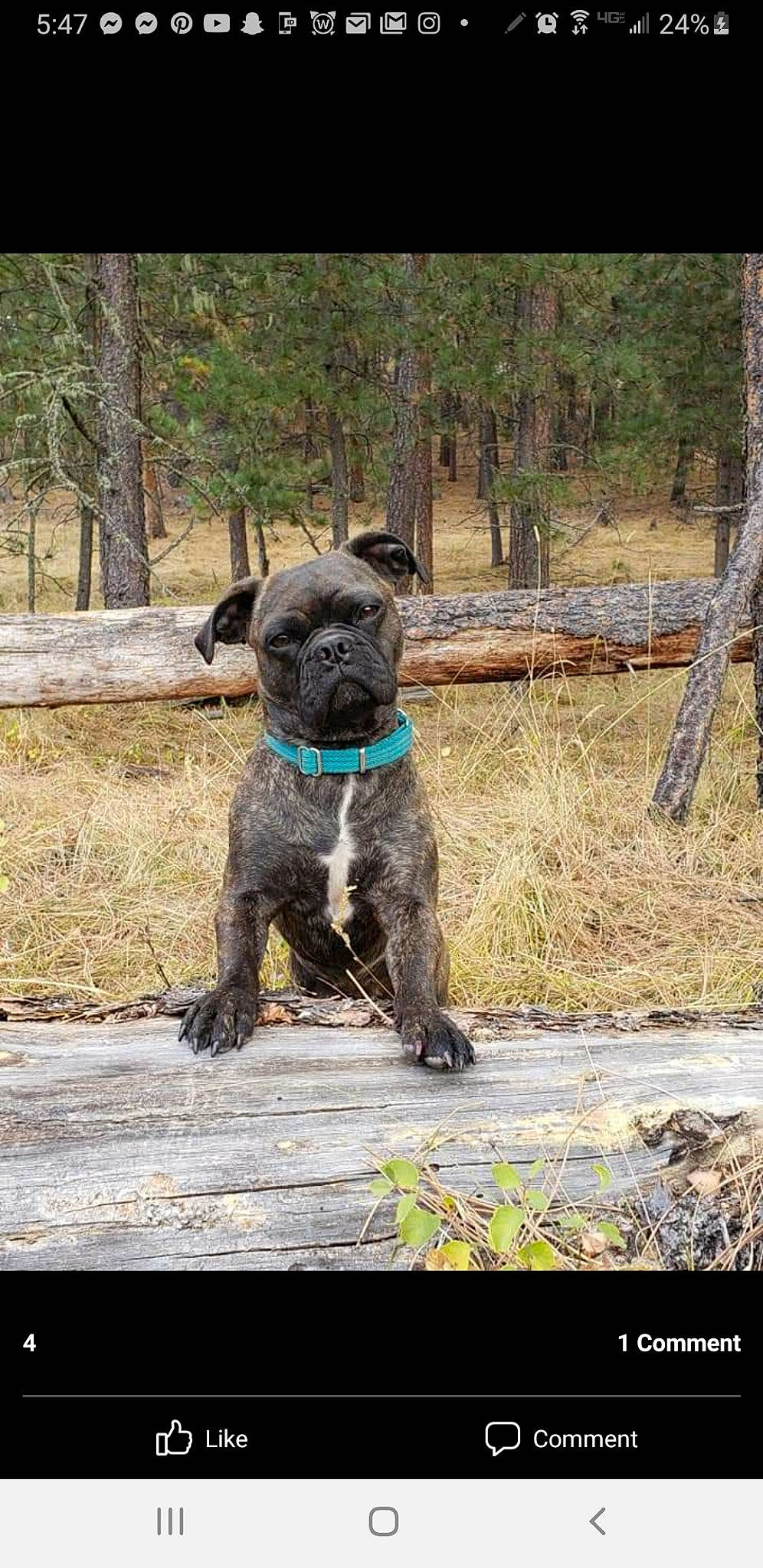 Althea joined the competition — help win amazing prizes! canidae, carnivore, collar, companion_dog, dog, dog_breed, dog_collar, fawn, grass, liver, plant, snout, soil, sporting_group, tail, terrestrial_animal, tree, wood, working_animal, working_dog