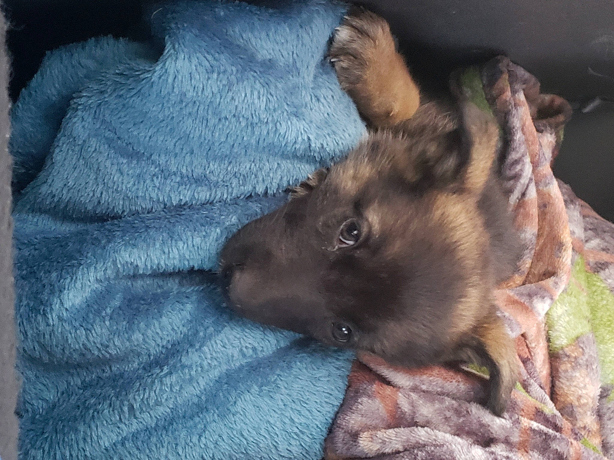 Freyja is registered to the contest to win money with this photo: bat, carnivore, comfort, companion_dog, dog, dog_breed, east_european_shepherd, electric_blue, fawn, felidae, fur, german_shepherd_dog, guard_dog, liver, old_german_shepherd_dog, paw, small_to_medium_sized_cats, whiskers, working_animal