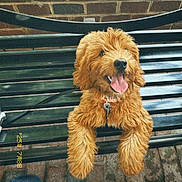Blaze joined the competition — help win amazing prizes! dog, bench, brick_wall, fur, tongue_out, leash, happy, pet, outdoor, metal_bench, playful, canine, seated, brown_fur, collar, pavement, casual, jeans, front_view, daylight