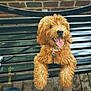 dog, bench, brick_wall, fur, tongue_out, leash, happy, pet, outdoor, metal_bench, playful, canine, seated, brown_fur, collar, pavement, casual, jeans, front_view, daylight