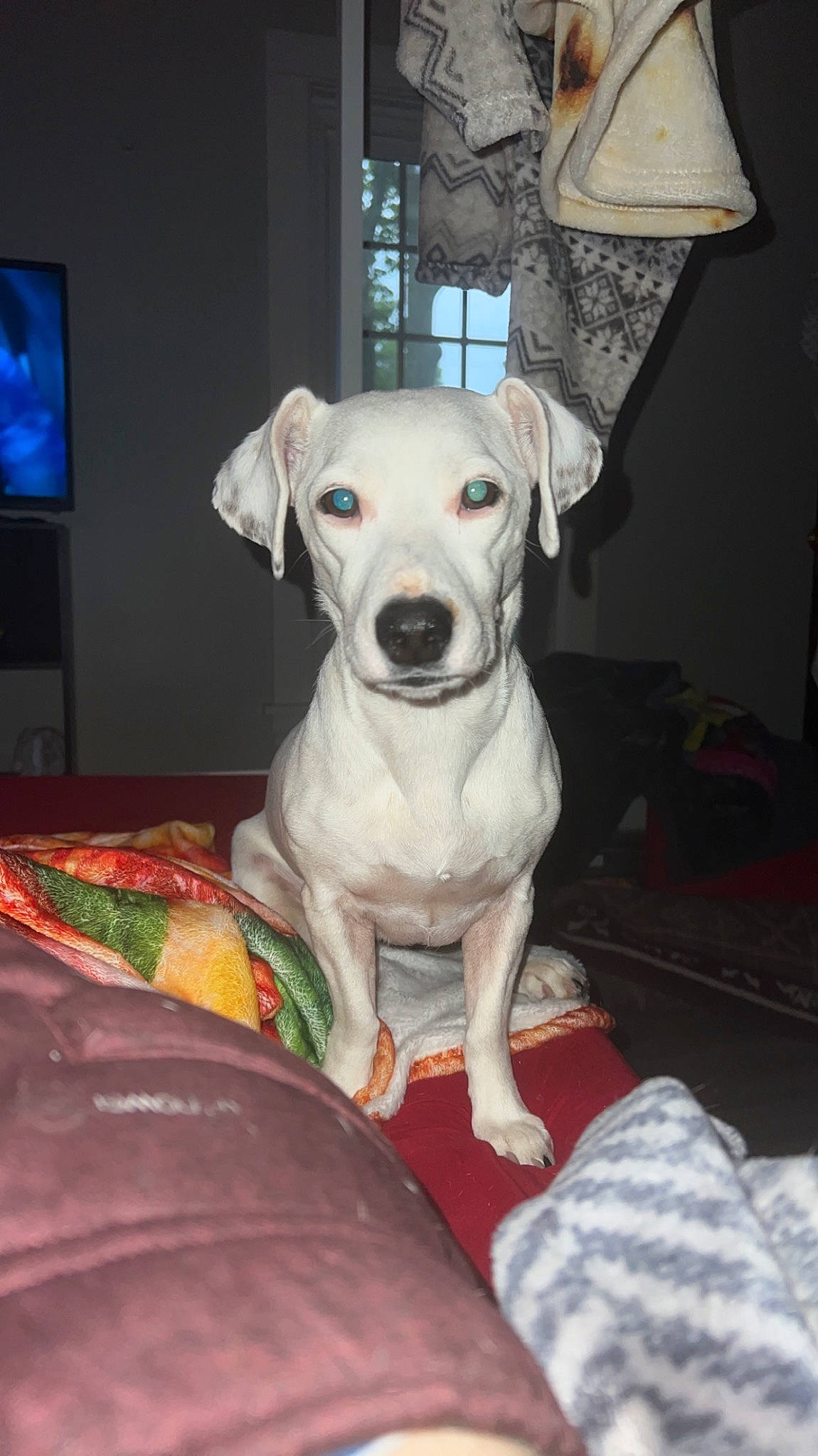 Nova joined the competition — help win amazing prizes! canidae, carnivore, chair, collar, companion_dog, couch, dog, dog_breed, dog_clothes, dog_collar, dog_supply, fawn, linens, picture_frame, snout, sporting_group, television, toy_dog, whiskers, working_animal