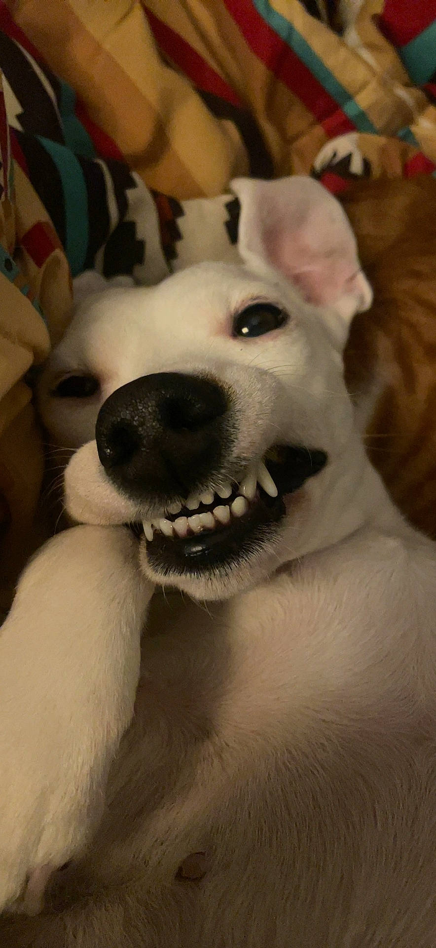 Nova is registered to the contest to win money with this photo: carnivore, comfort, companion_dog, dog, dog_breed, ear, eye, fang, fawn, felidae, happy, human_body, jaw, selfie, smile, snout, sporting_group, trunk, whiskers, working_animal