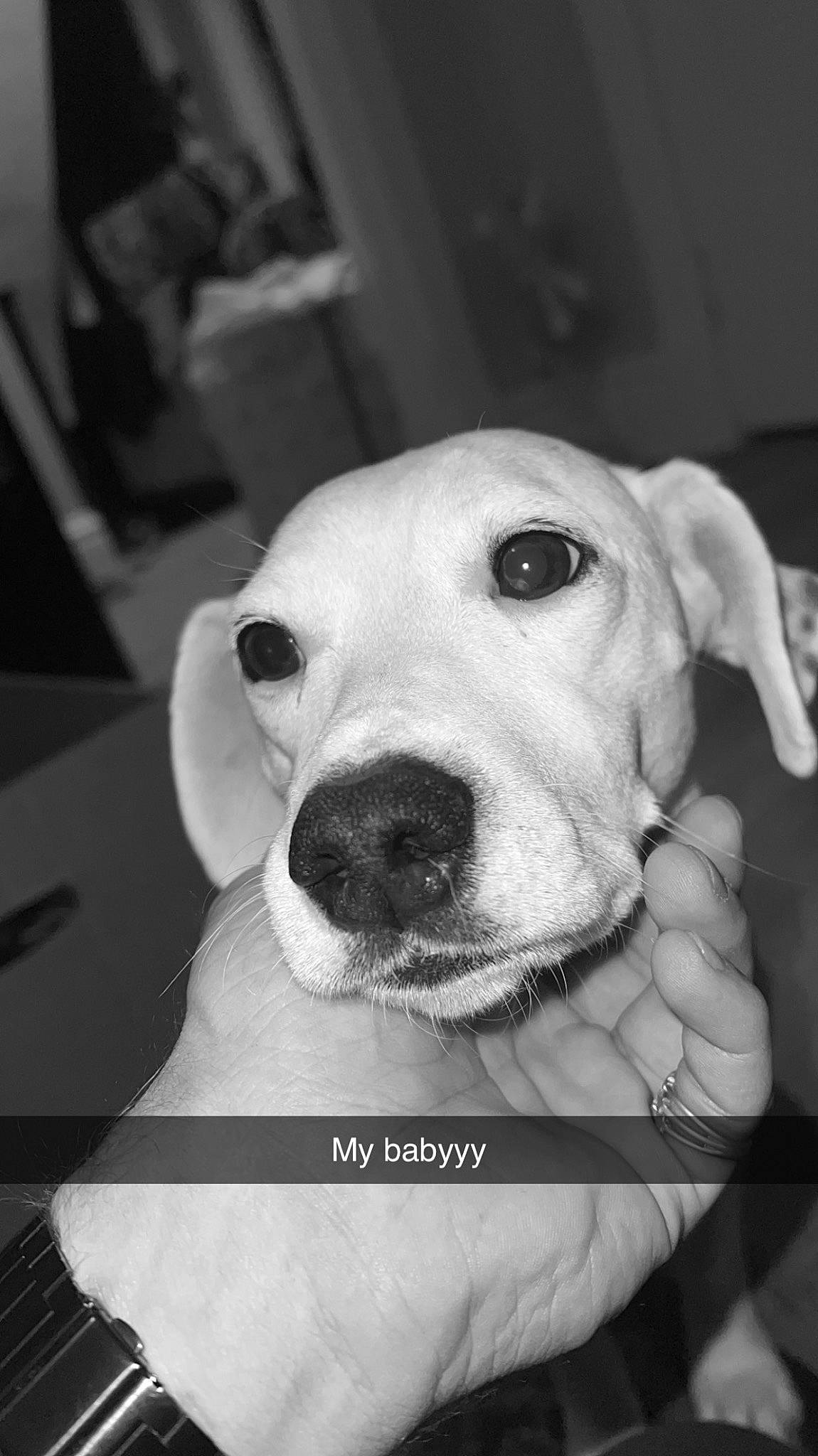 Nova joined the competition — help win amazing prizes! black_and_white, carnivore, companion_dog, dog, dog_breed, ear, fawn, gesture, jaw, mammal, monochrome, monochrome_photography, retriever, selfie, smile, snout, sporting_group, style, whiskers, working_animal