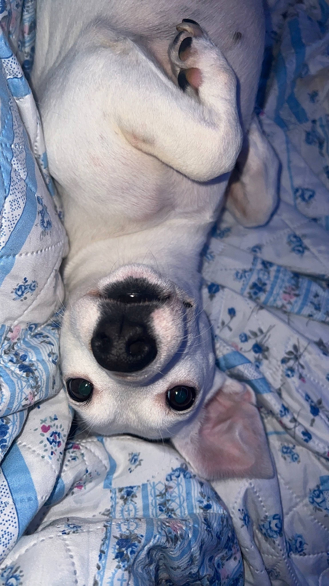 Nova is registered to the contest to win money with this photo: bedding, canidae, carnivore, comfort, companion_dog, dog, dog_breed, fawn, fur, grey, linens, nap, pattern, paw, snout, sporting_group, sunglasses, toy_dog, whiskers, working_animal