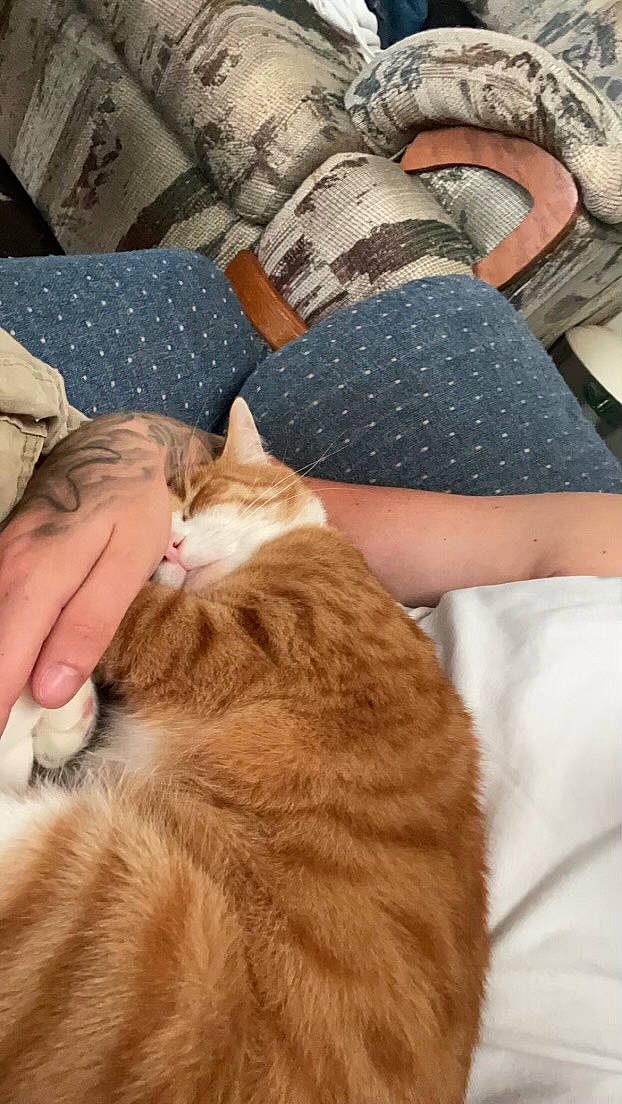 Chester joined the competition — help win amazing prizes! carnivore, cat, comfort, domestic_short_haired_cat, fawn, felidae, finger, fur, gesture, hand, human_leg, lap, nail, small_to_medium_sized_cats, tail, textile, thigh, whiskers, wood, wrist