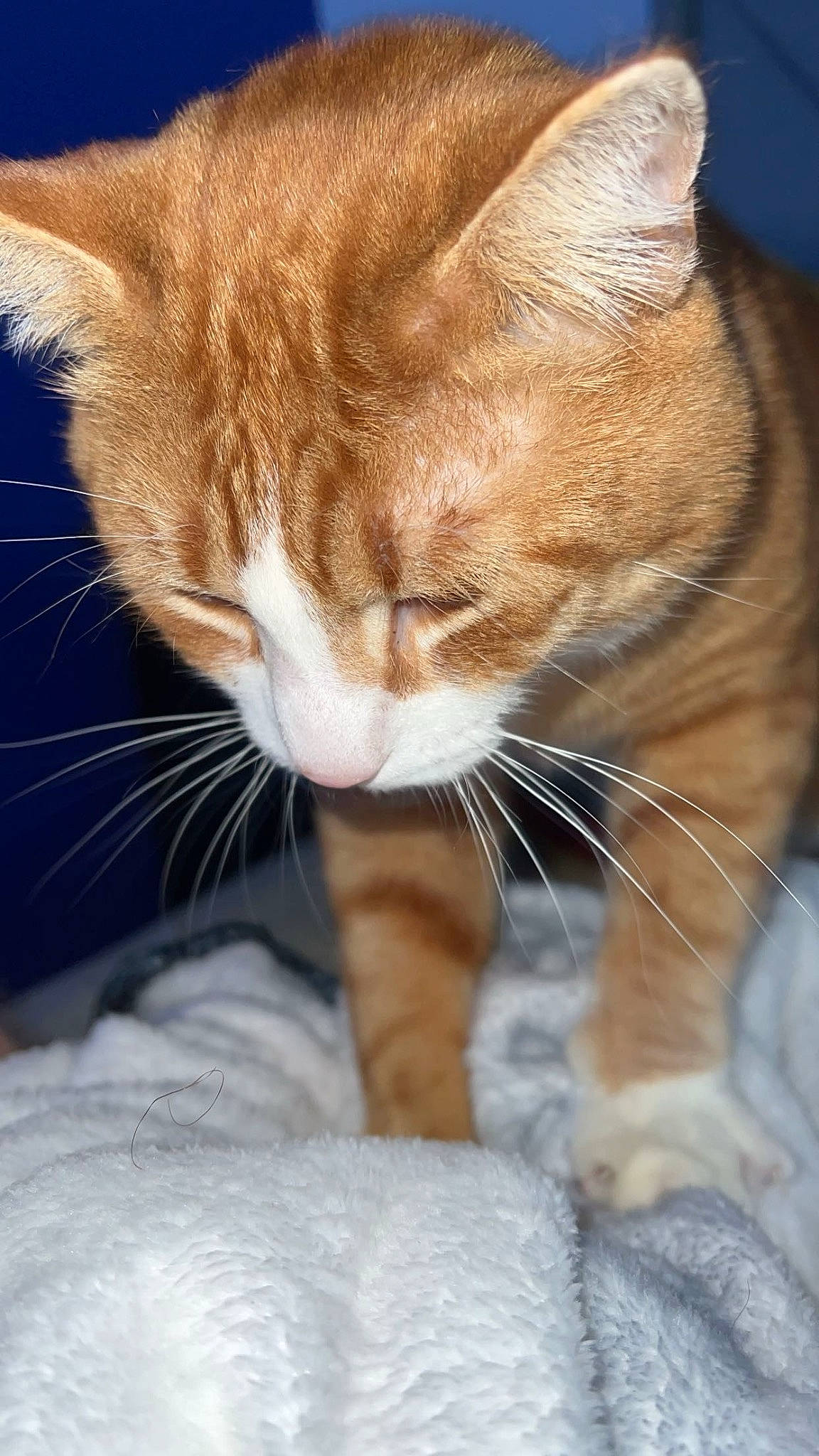 Chester joined the competition — help win amazing prizes! carnivore, cat, claw, close_up, comfort, domestic_short_haired_cat, fawn, felidae, foot, fur, paw, sitting, small_to_medium_sized_cats, snout, tail, vertebrate, whiskers, wildlife, window, wood