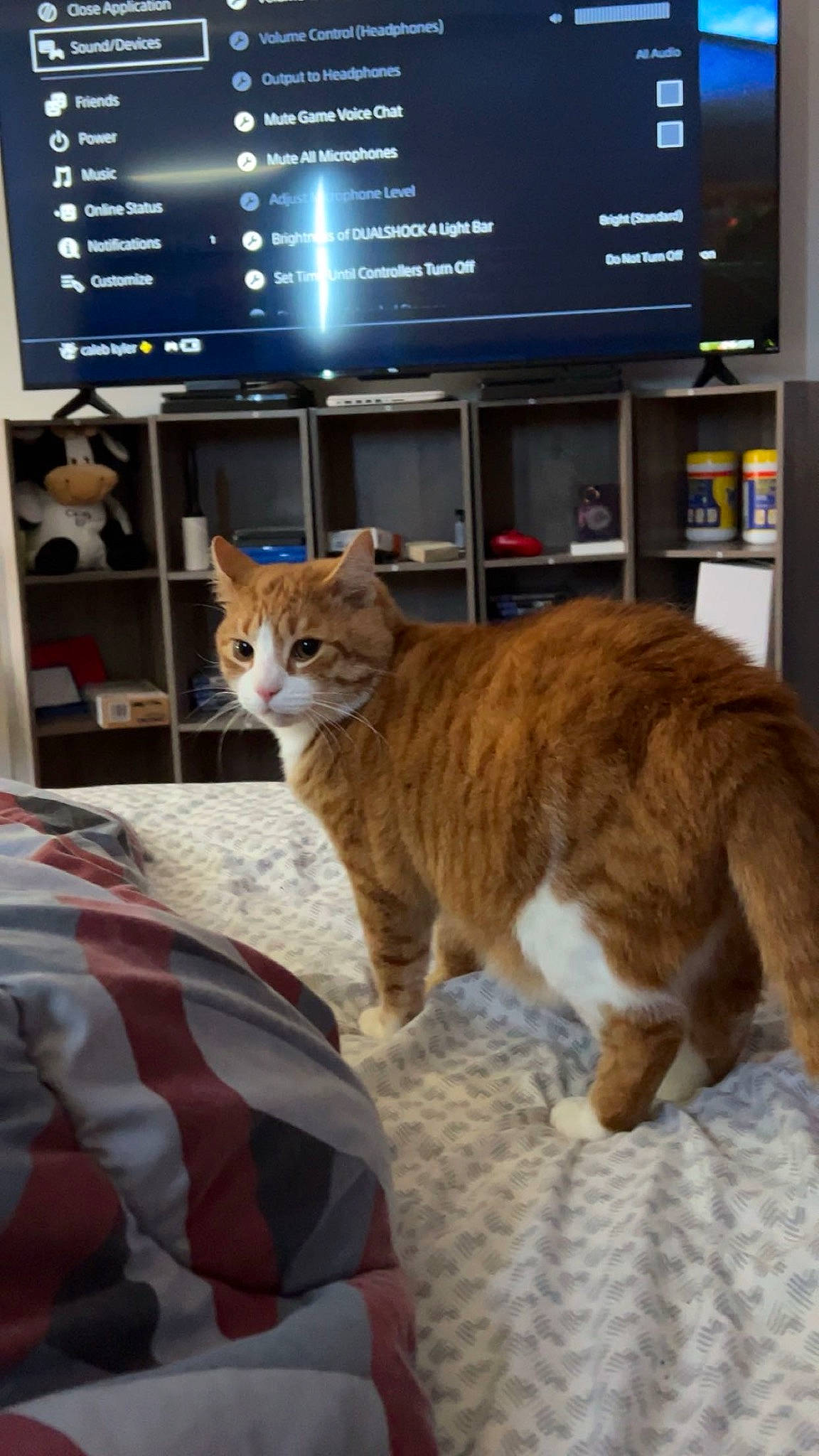 Chester joined the competition — help win amazing prizes! carnivore, cat, comfort, domestic_short_haired_cat, fawn, felidae, fur, linens, room, shelf, small_to_medium_sized_cats, tail, television, terrestrial_animal, tree, whiskers, wood