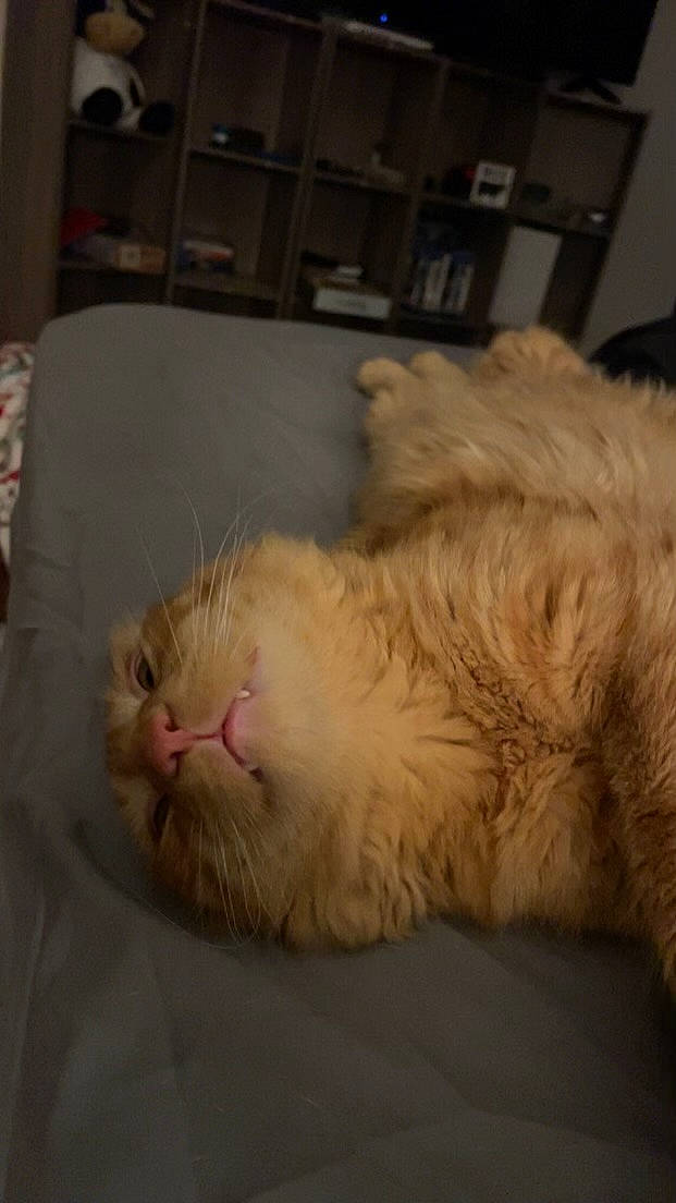 Spice is registered to the contest to win money with this photo: animal_shelter, bed, canidae, carnivore, cat, claw, comfort, domestic_short_haired_cat, eye, fawn, felidae, fur, head, nap, paw, small_to_medium_sized_cats, snout, tail, terrestrial_animal, whiskers