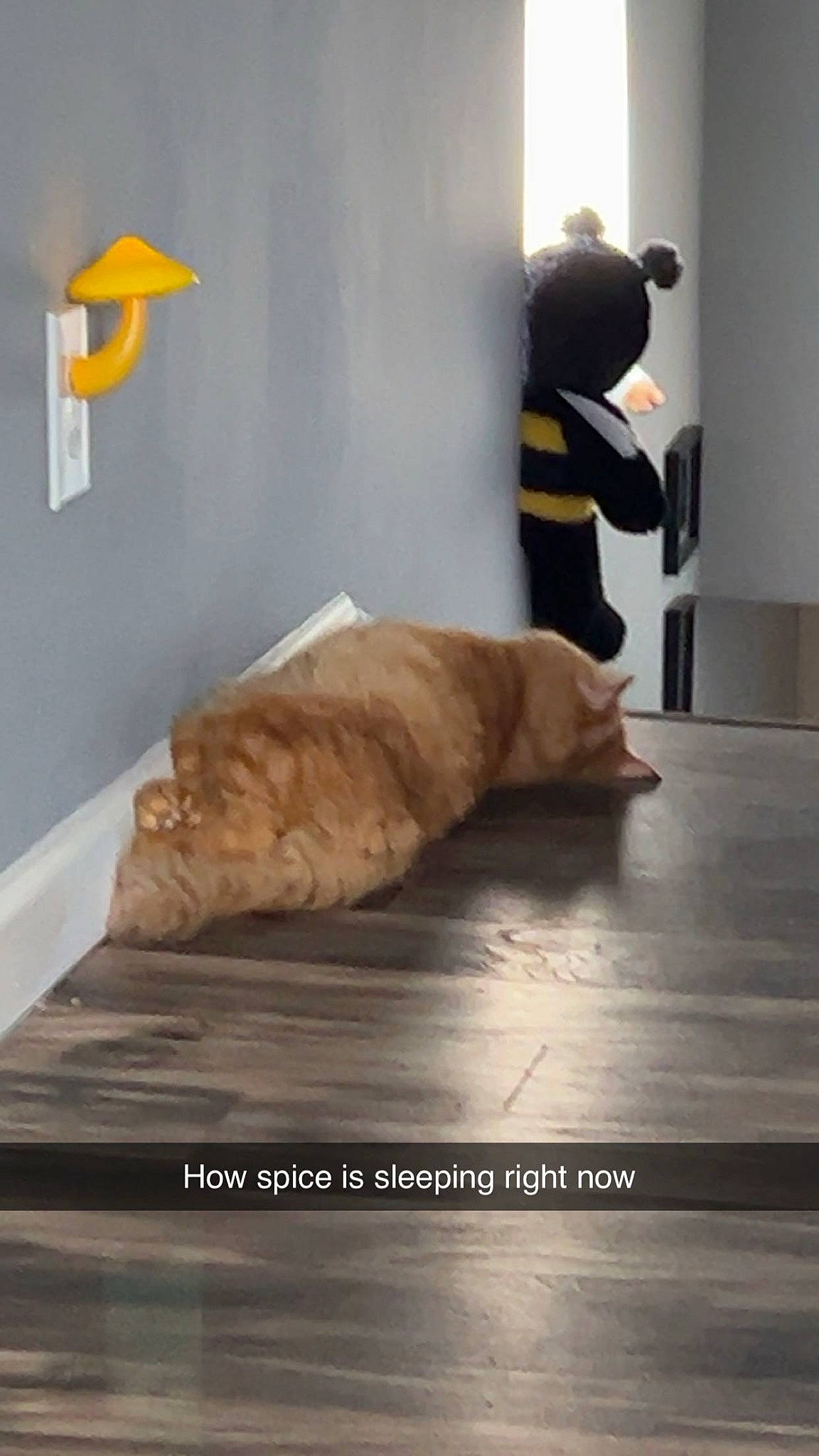 Spice joined the competition — help win amazing prizes! bed, bed_frame, bedding, comfort, companion_dog, felidae, floor, flooring, fur, hardwood, linens, nap, room, small_to_medium_sized_cats, stuffed_toy, tail, teddy_bear, toy, wood, wood_flooring