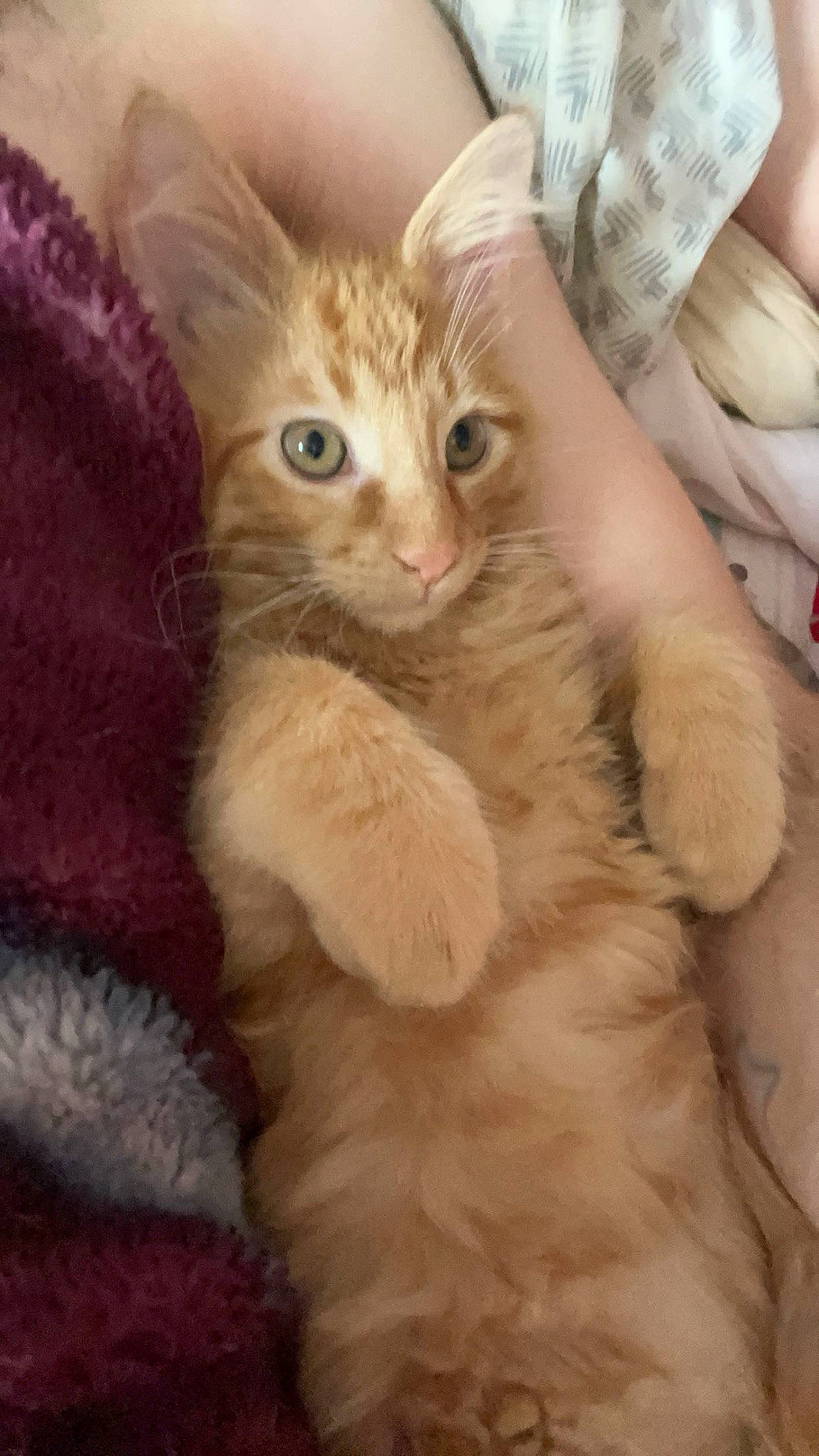 Spice is registered to the contest to win money with this photo: carnivore, cat, claw, comfort, domestic_short_haired_cat, ear, eye, fawn, felidae, fur, gesture, paw, peach, small_to_medium_sized_cats, snout, tail, whiskers