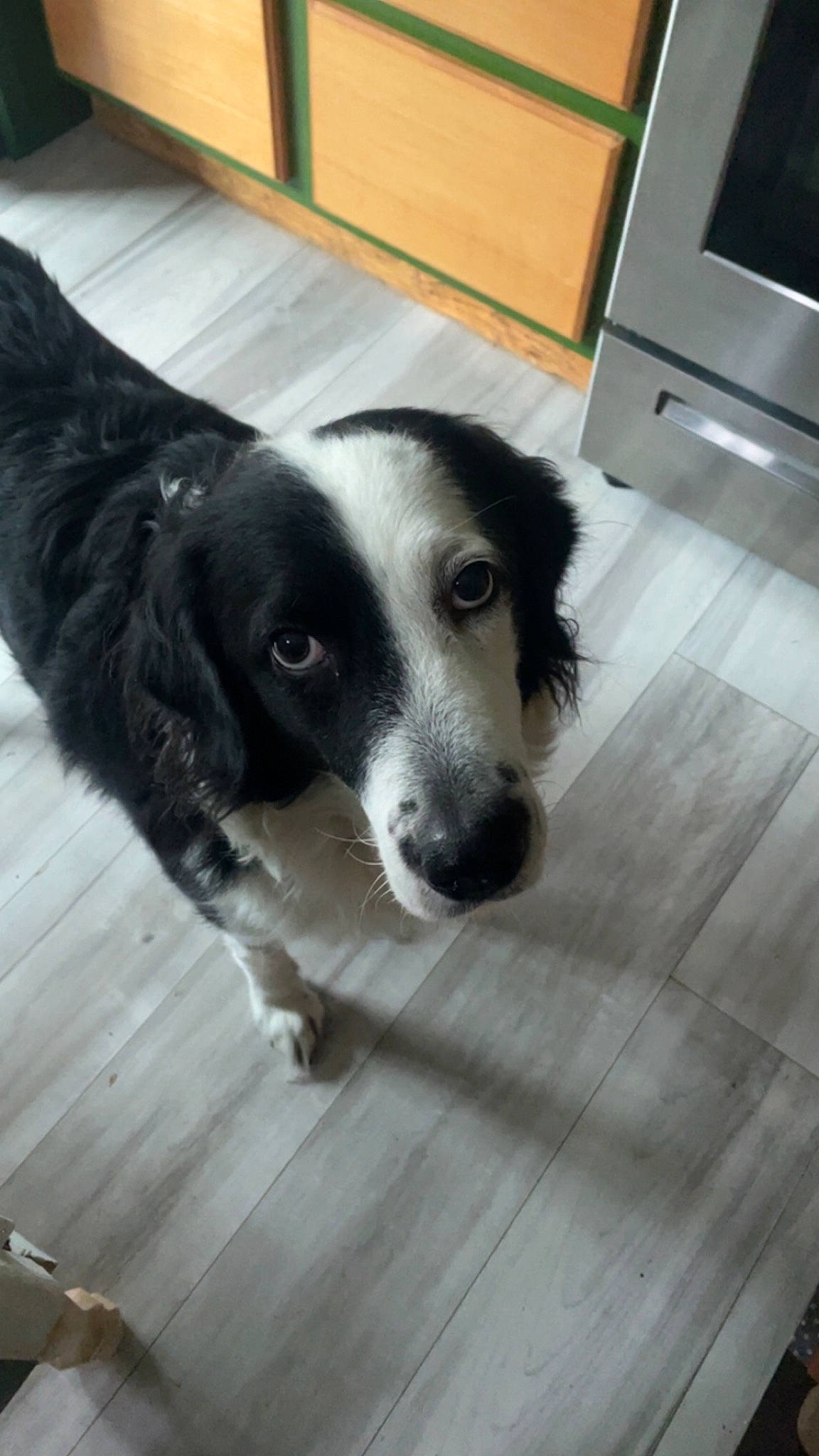 Kita joined the competition — help win amazing prizes! carnivore, companion_dog, dog, dog_breed, floor, flooring, fur, hardwood, home_appliance, kitchen_appliance, snout, sporting_group, television, terrestrial_animal, whiskers, wood, working_animal, working_dog