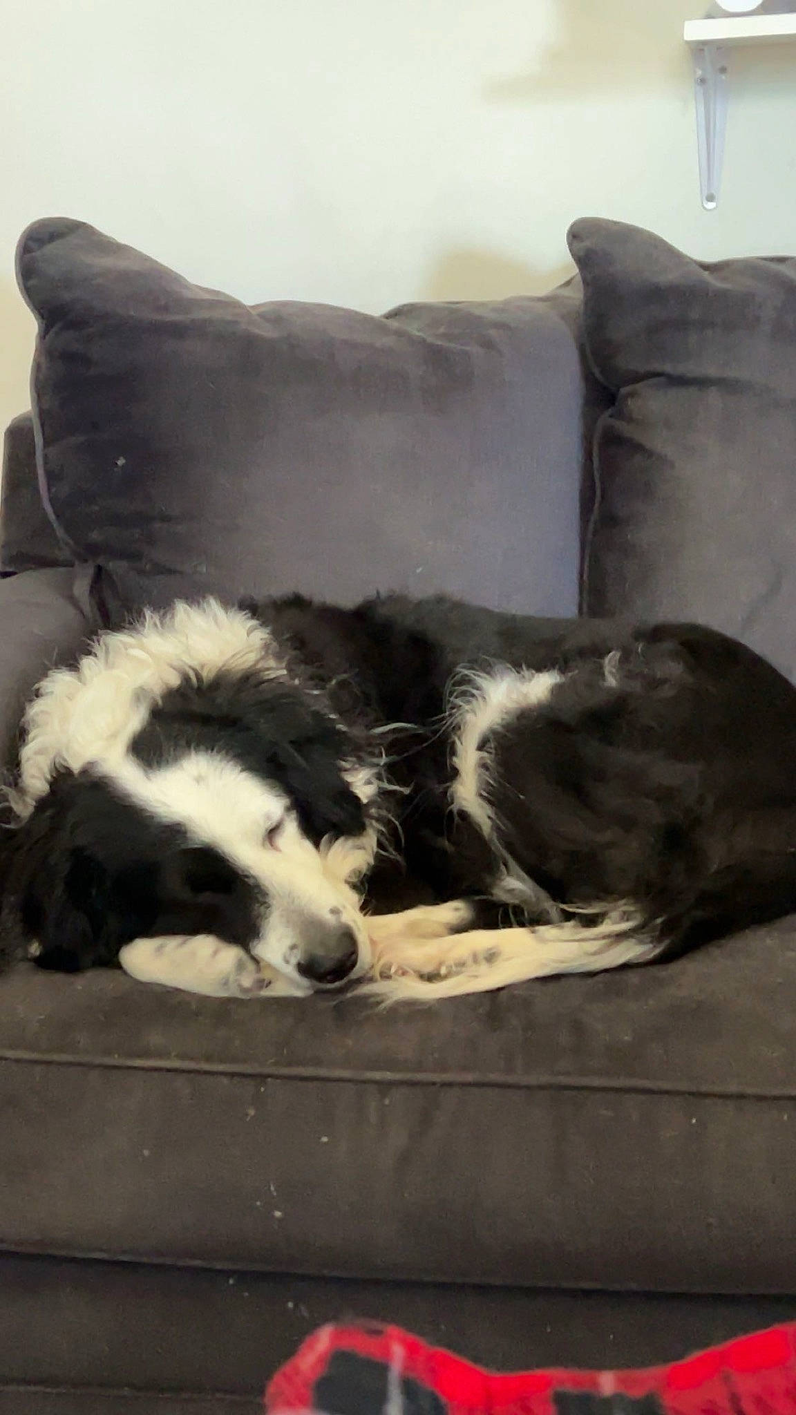 Kita joined the competition — help win amazing prizes! border_collie, canidae, carnivore, cloud, comfort, companion_dog, couch, dog, dog_breed, fur, herding_dog, nap, room, sky, snout, sporting_group, terrestrial_animal, whiskers, working_animal, working_dog