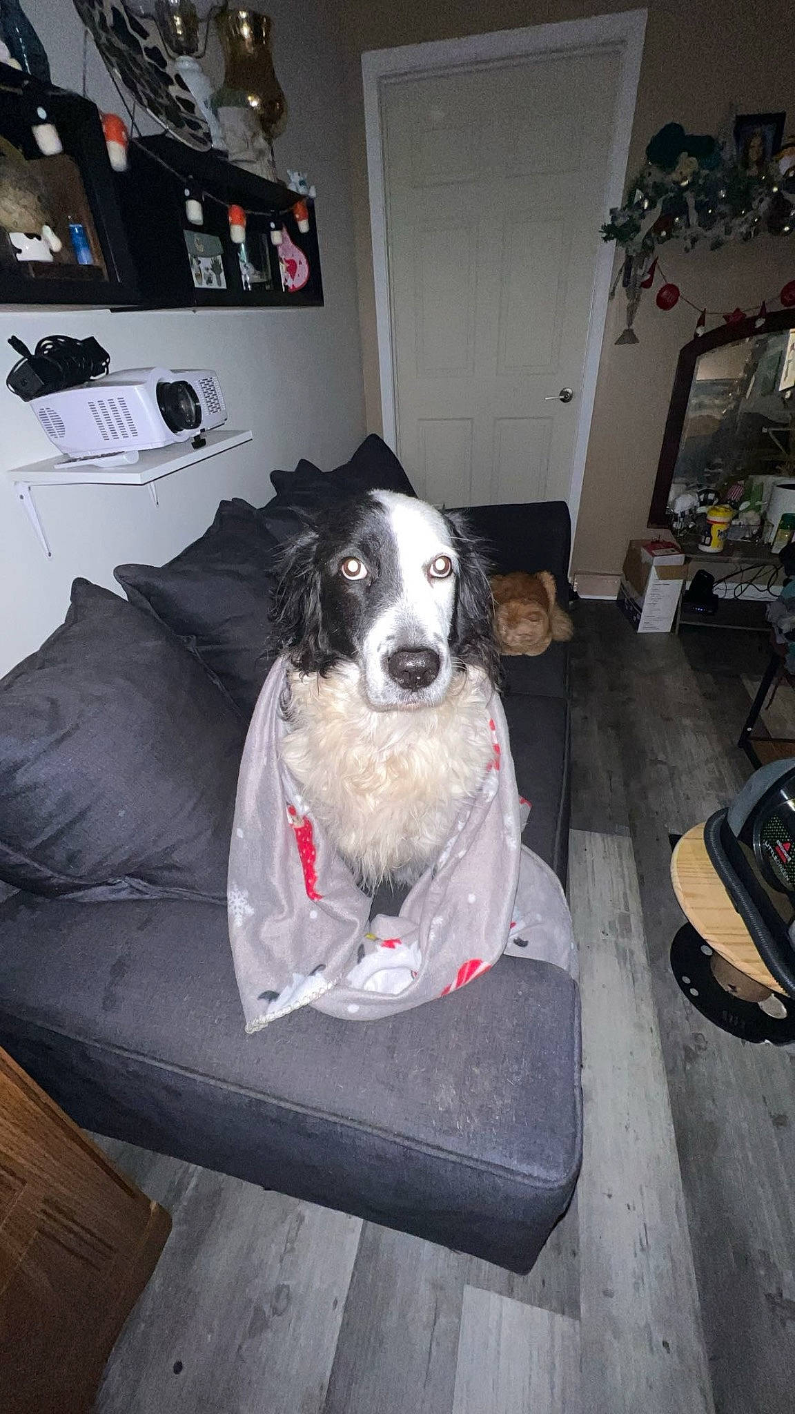 Kita joined the competition — help win amazing prizes! automotive_tire, canidae, carnivore, chair, collar, companion_dog, couch, dog, dog_breed, dog_collar, dog_supply, herding_dog, picture_frame, sporting_group, working_dog