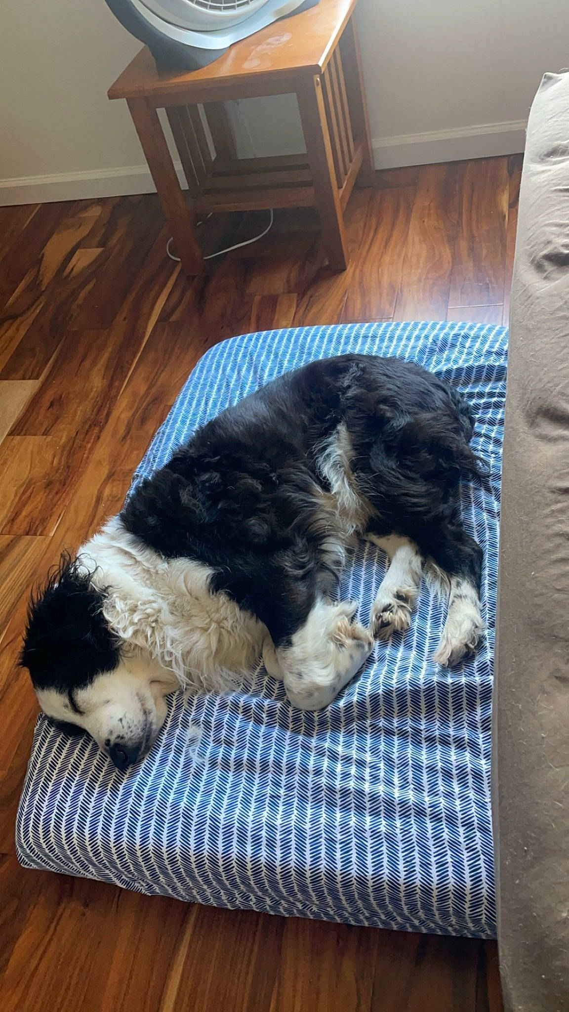 Kita joined the competition — help win amazing prizes! canidae, carnivore, comfort, companion_dog, dog, dog_breed, flooring, fur, hardwood, non_sporting_group, pattern, room, sporting_group, tail, terrier, water_dog, wood, working_animal