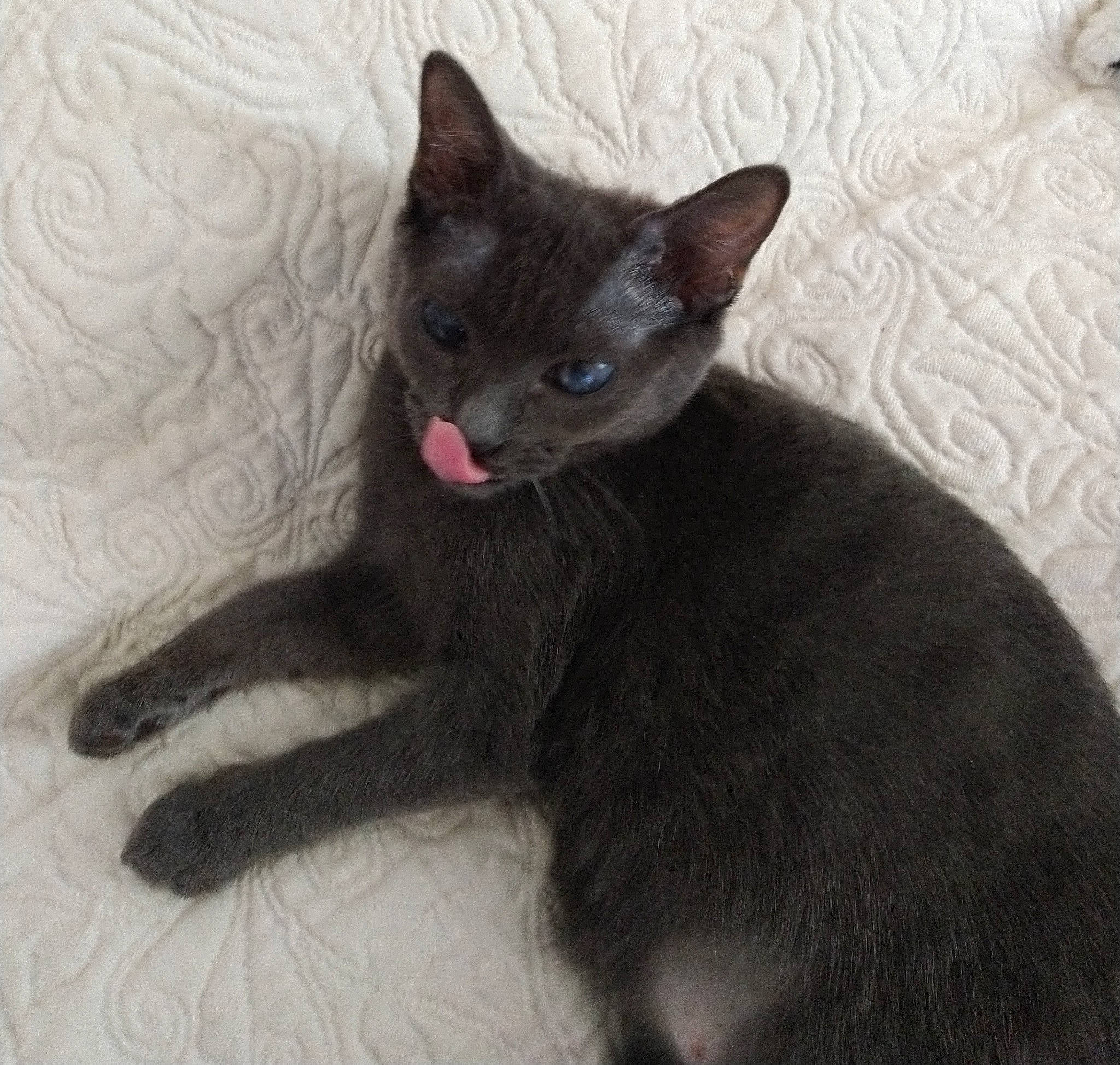 Sarah participe au concours pour gagner de l'argent avec cette photo : black_cat, bombay, carnivore, cat, claw, comfort, domestic_short_haired_cat, eye, fawn, felidae, fur, grey, havana_brown, oriental_longhair, paw, small_to_medium_sized_cats, snout, tail, terrestrial_animal, whiskers