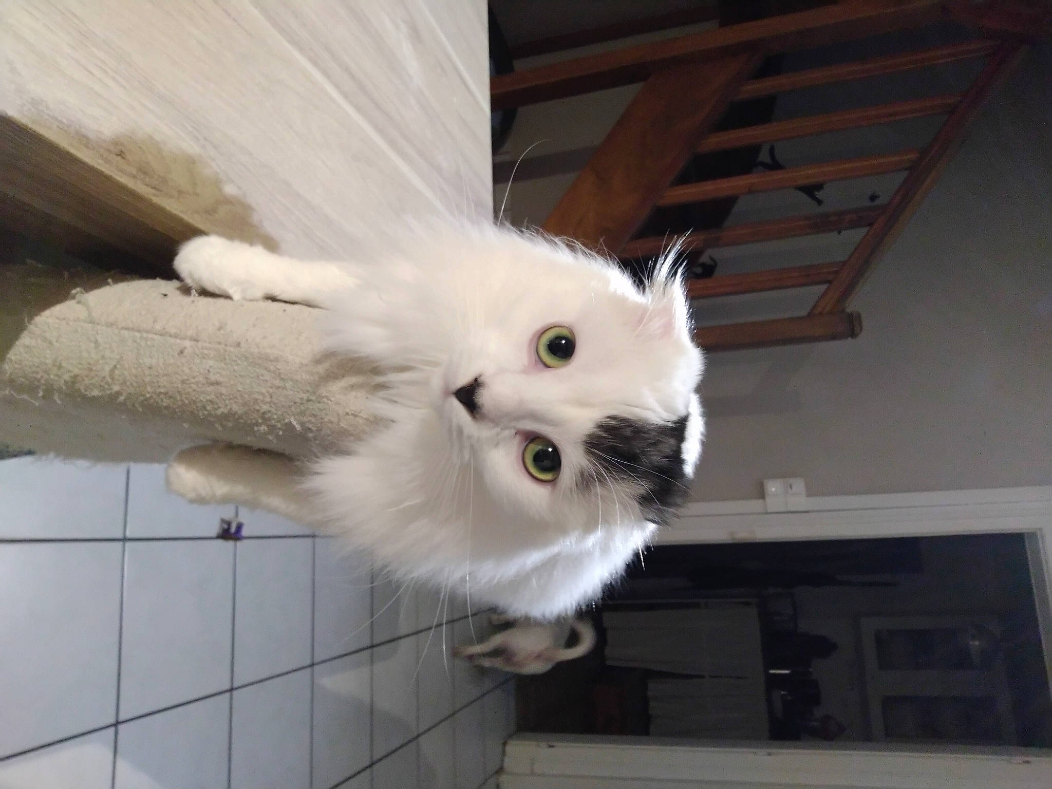 Roméo participe au concours pour gagner de l'argent avec cette photo : carnivore, cat, claw, domestic_short_haired_cat, fawn, felidae, flooring, fur, hardwood, paw, small_to_medium_sized_cats, snout, tail, whiskers, wood