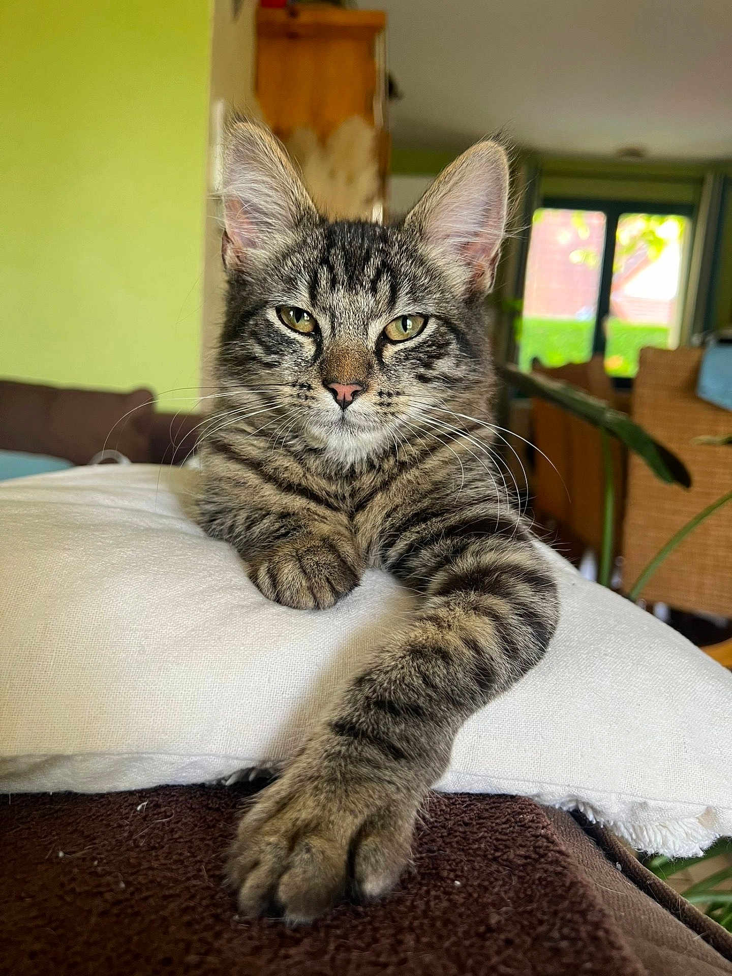Pyta a rejoint le concours — aidez-le/la à gagner de superbes lots ! cat, tabby, pet, indoor, cushion, paw, relaxed, feline, animal, living_room, window, green_wall, furniture, domestic, cute, whiskers, ears, closeup, home, resting