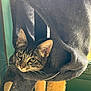 cat, tabby, kitten, cat_tree, scratching_post, indoor, pet, curious, ears, whiskers, feline, cozy, fur, animal, resting, cute, household, closeup, looking, soft_light