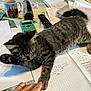 Pyta participe au concours pour gagner de l'argent avec cette photo : cat, tabby_cat, paw, human_hand, calculator, math_notes, coffee_mug, water_bottle, remote_control, pencil_case, tablecloth, study_area, indoor, writing, paper, furniture, relaxing, pet, animal, domestic_cat
