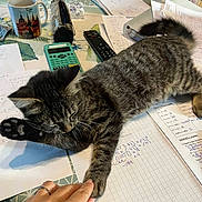 Pyta a rejoint le concours — aidez-le/la à gagner de superbes lots ! cat, kitten, tabby, paw, hand, study_table, papers, calculator, remote_control, coffee_mug, water_bottle, writing, math, home, indoor, pet, feline, clutter, resting, grooming