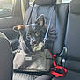 dog, pet_carrier, car_seat, leash, black_fur, white_fur, back_seat, sunlight, window, seatbelt, interior, vehicle, fur, ears, face, animal, companion, resting, domestic_animal, transport