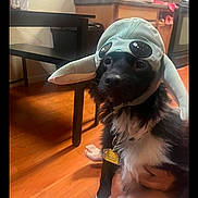 Buddy is registered to the contest to win money with this photo: dog, black_dog, white_fur, hat, costume, indoor, wooden_floor, table, kitchen, cabinet, pet, animal, domestic_animal, fur, collar, tag, hand, foot, person, cute