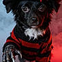 dog, black_dog, white_fur, costume, hat, claw_glove, sweater, striped_sweater, horror_theme, red_and_black, smoke, red_lighting, close_up, pet, animal, portrait, indoor, cute, Halloween, dramatic_lighting