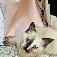 Katniss Everdeen is registered to the contest to win money with this photo: kitten, cat, blue_eyes, fur, carpet, fabric, pink, white, black_spots, curious, pet, indoor, resting, animal, cute, small, young, whiskers, ears, lying_down