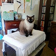 Clovis joined the competition — help win amazing prizes! cat, siamese_cat, pet_carrier, towel, indoor, furniture, calendar, dvd_collection, wooden_drawer, table, basket, walls, papers, blue_eyes, fluffy, pet, animal, domestic, sitting, cozy