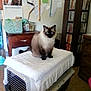 cat, siamese_cat, pet_carrier, towel, indoor, furniture, calendar, dvd_collection, wooden_drawer, table, basket, walls, papers, blue_eyes, fluffy, pet, animal, domestic, sitting, cozy