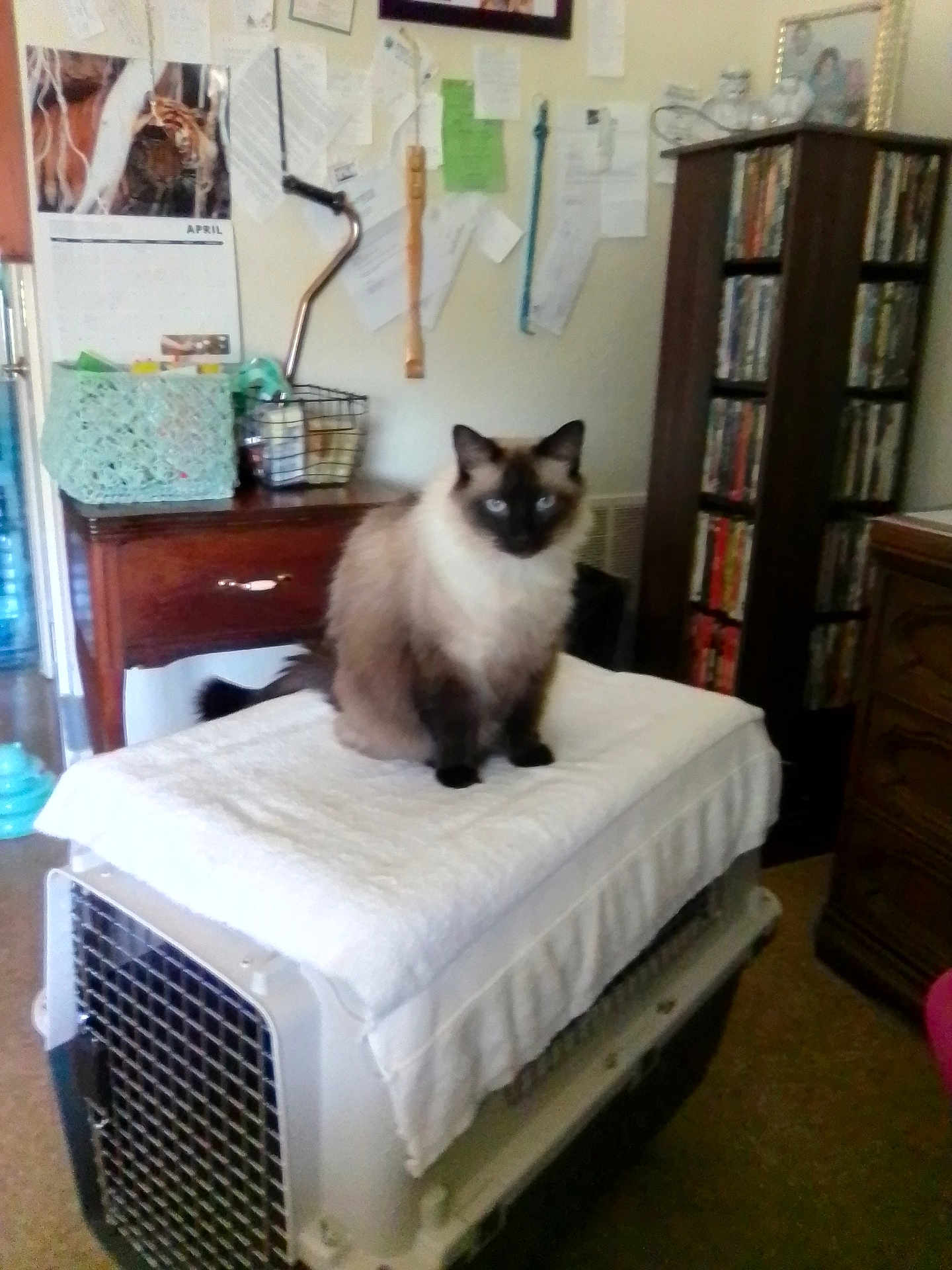 Clovis joined the competition — help win amazing prizes! cat, siamese_cat, pet_carrier, towel, indoor, furniture, calendar, dvd_collection, wooden_drawer, table, basket, walls, papers, blue_eyes, fluffy, pet, animal, domestic, sitting, cozy