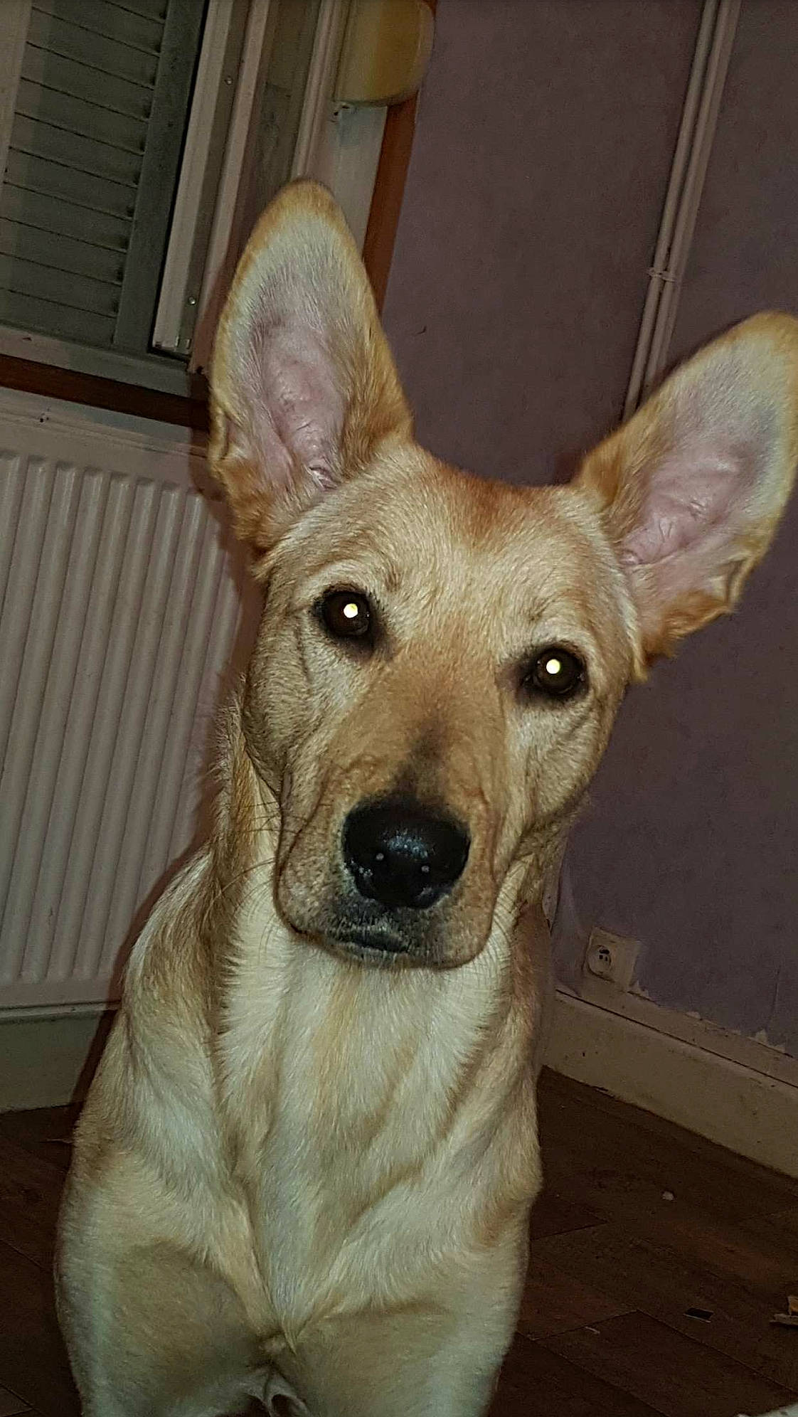 Zango a rejoint le concours — aidez-le/la à gagner de superbes lots ! carnivore, collar, companion_dog, dog, dog_breed, dog_supply, ear, fawn, flooring, fur, non_sporting_group, paw, snout, sporting_group, tail, terrestrial_animal, toy_dog, whiskers, wood, working_animal