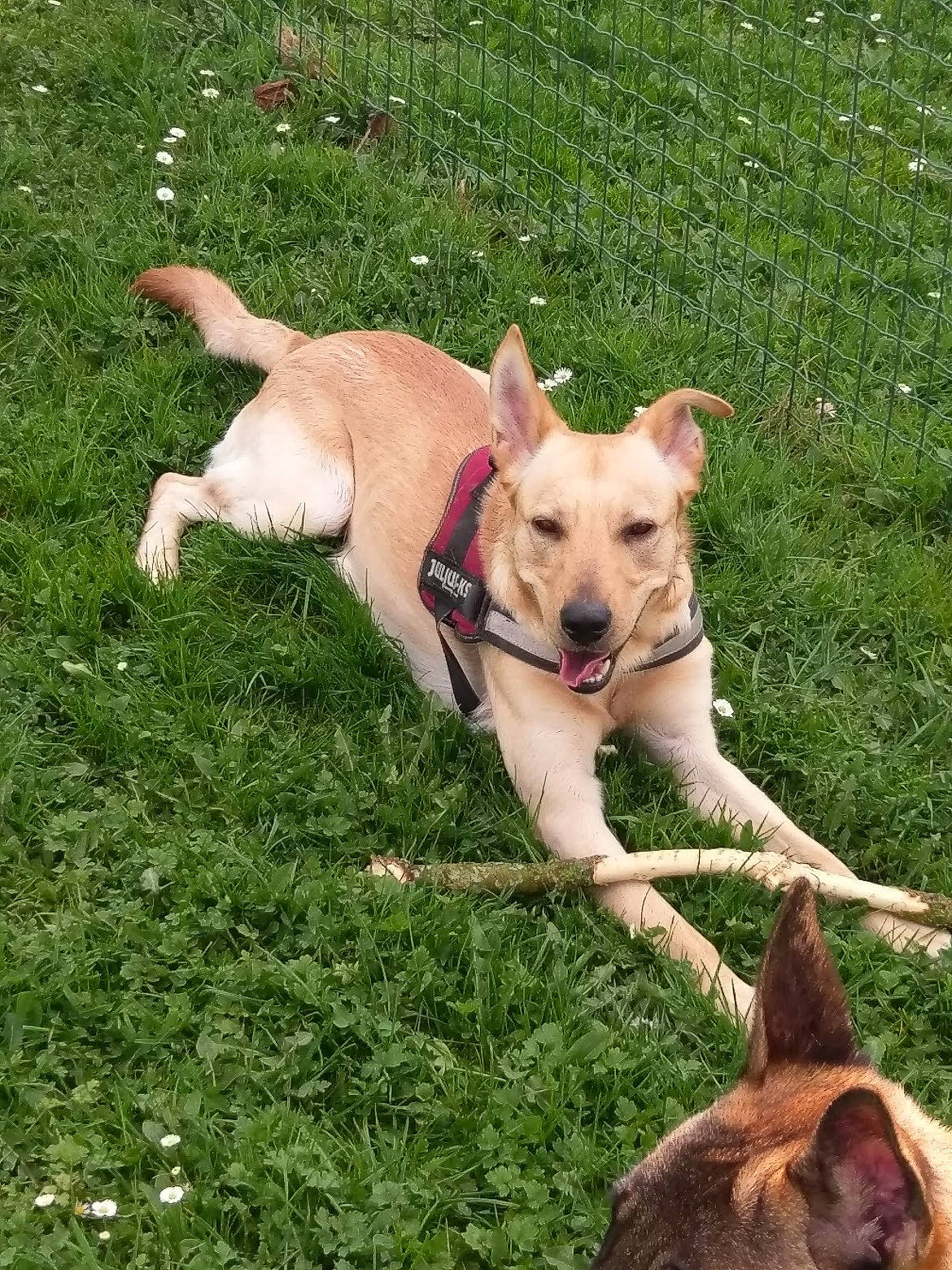 Zango participe au concours pour gagner de l'argent avec cette photo : adventure, canidae, carnivore, collar, companion_dog, dog, dog_breed, dog_collar, dog_supply, fawn, fur, grass, leash, non_sporting_group, pet_supply, plant, snout, sporting_group, tail, working_animal