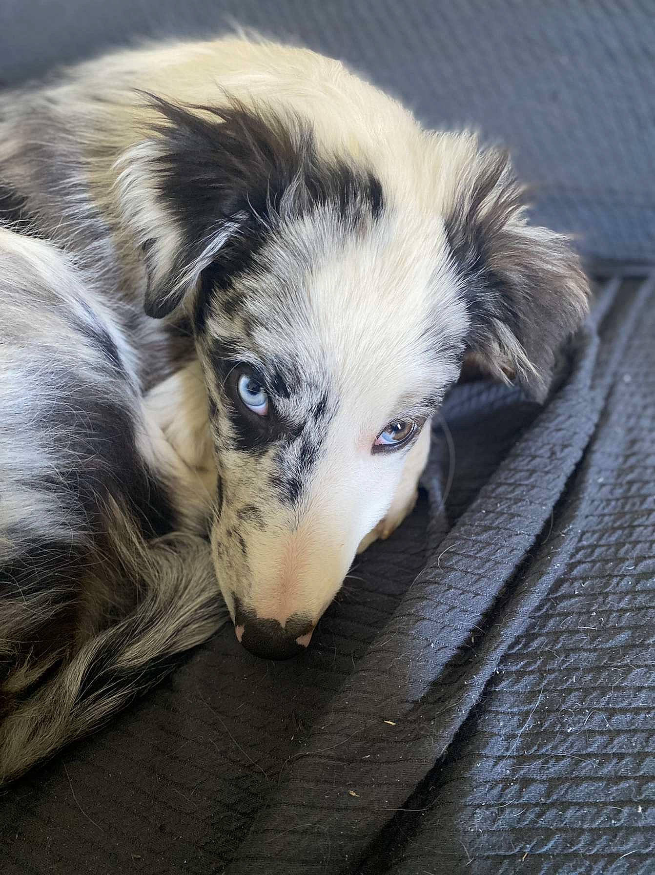 Sky participe au concours pour gagner de l'argent avec cette photo : canidae, carnivore, companion_dog, dog, dog_breed, fur, paw, snout, sporting_group, street_dog, terrestrial_animal, whiskers, working_animal, working_dog