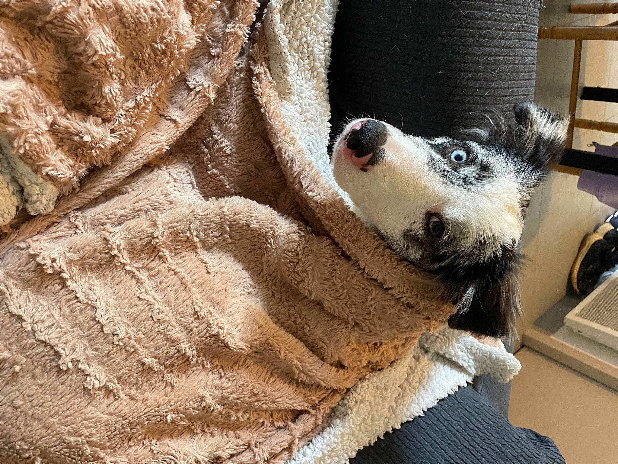 Sky a rejoint le concours — aidez-le/la à gagner de superbes lots ! canidae, carnivore, comfort, companion_dog, dog, dog_breed, dog_supply, fawn, felidae, flooring, fur, paw, small_to_medium_sized_cats, snout, sporting_group, terrestrial_animal, trunk, whiskers, wood, working_animal