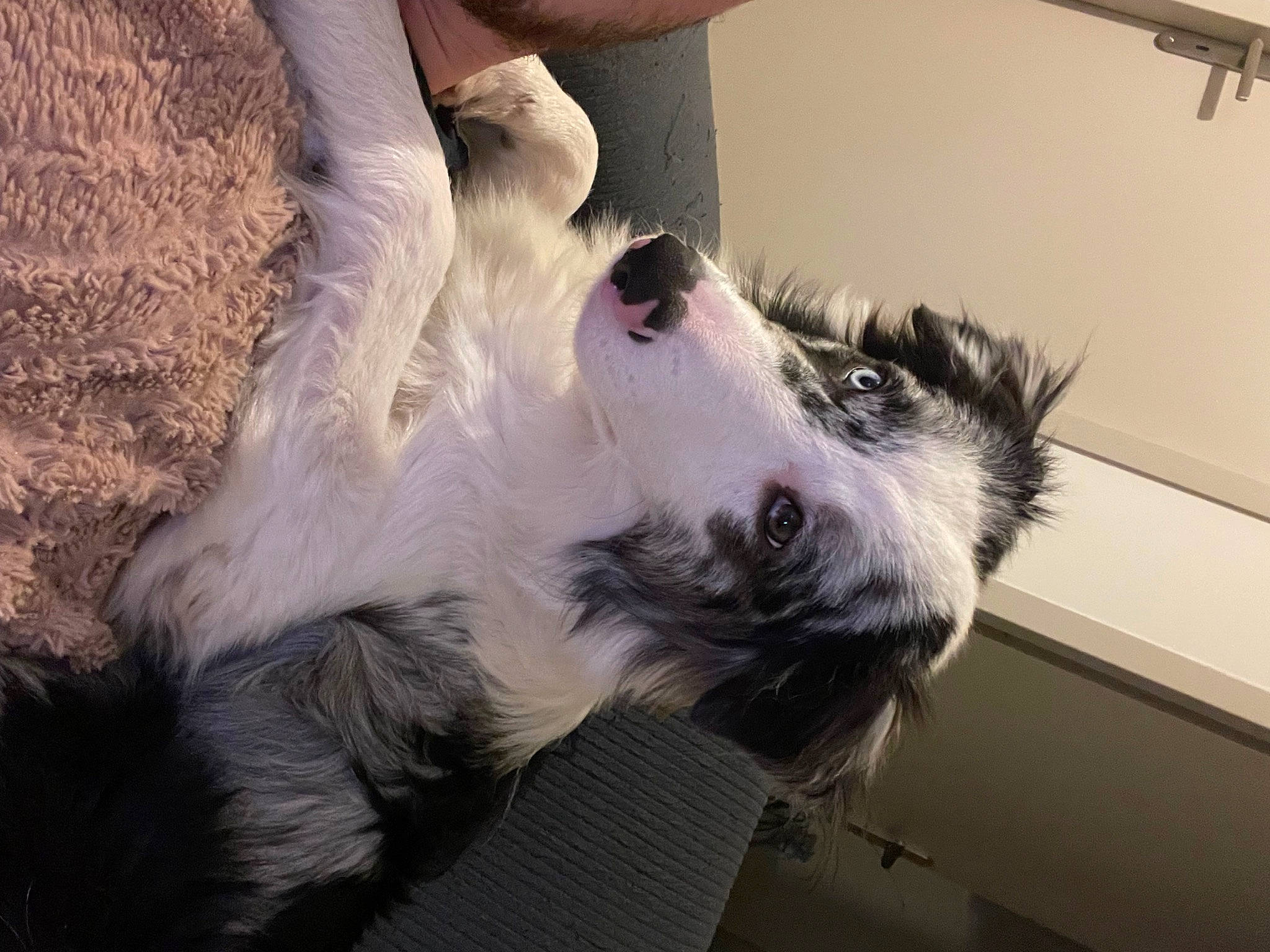 Sky a rejoint le concours — aidez-le/la à gagner de superbes lots ! canidae, carnivore, companion_dog, dog, dog_breed, ear, feather, fur, non_sporting_group, paw, service, small_terrier, snout, sporting_group, terrier, toy_dog, whiskers, wing