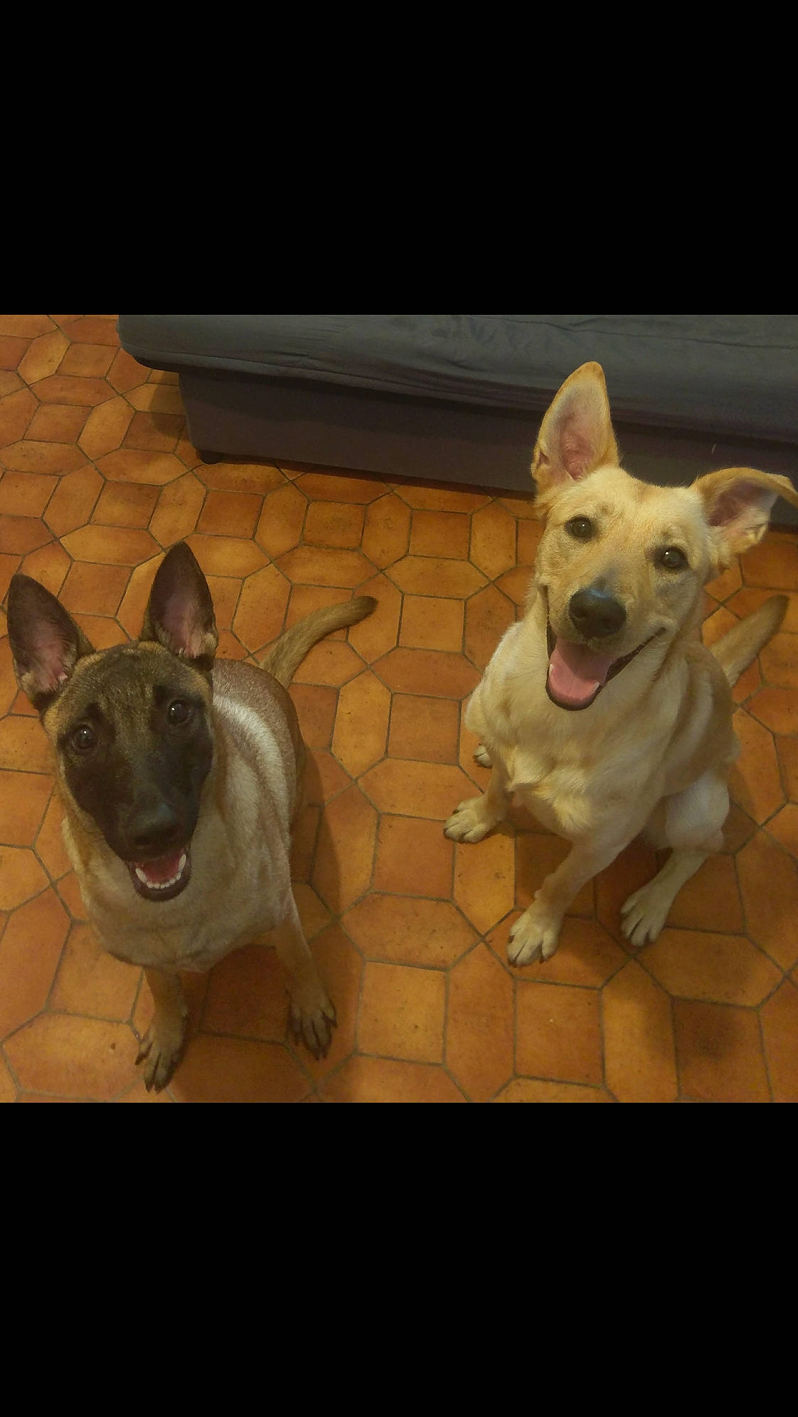 Neyka a rejoint le concours — aidez-le/la à gagner de superbes lots ! canidae, carnivore, collar, companion_dog, dog, dog_breed, dog_collar, ear, fawn, flooring, fur, metal, paw, snout, sporting_group, square, tail, whiskers, wood, working_animal