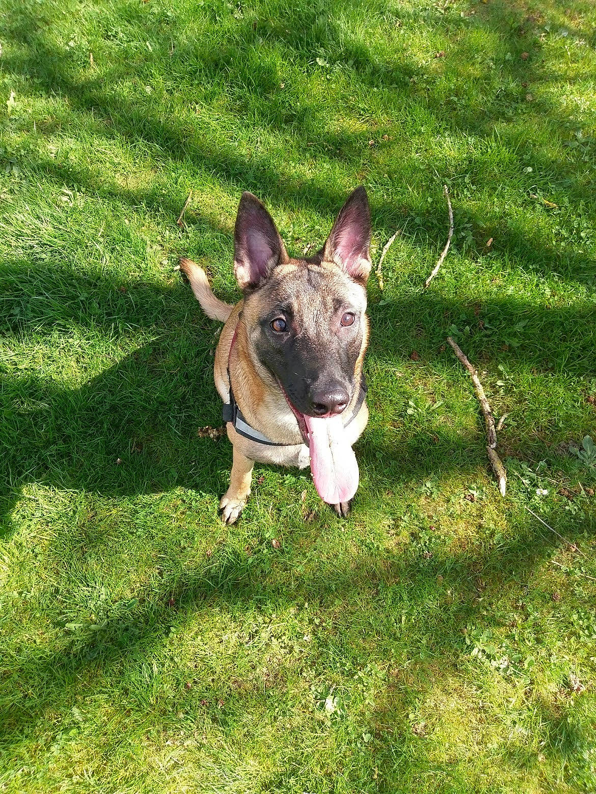 Neyka participe au concours pour gagner de l'argent avec cette photo : carnivore, collar, companion_dog, dog, dog_breed, dog_collar, ear, fawn, grass, grassland, groundcover, lawn, plant, snout, sporting_group, terrestrial_animal, terrier, toy_dog, whiskers, working_animal