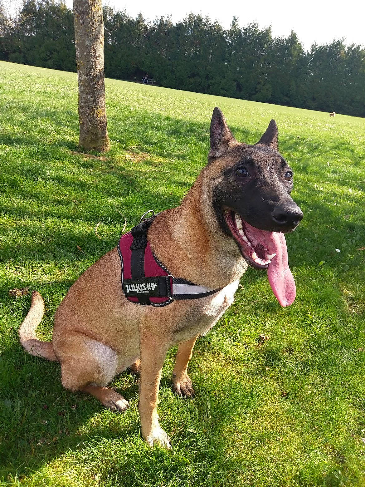 Neyka participe au concours pour gagner de l'argent avec cette photo : art, canidae, carnivore, collar, companion_dog, dog, dog_breed, dog_collar, dog_supply, grass, herding_dog, pet_supply, plant, sky, snout, sporting_group, tail, tree, working_animal, working_dog