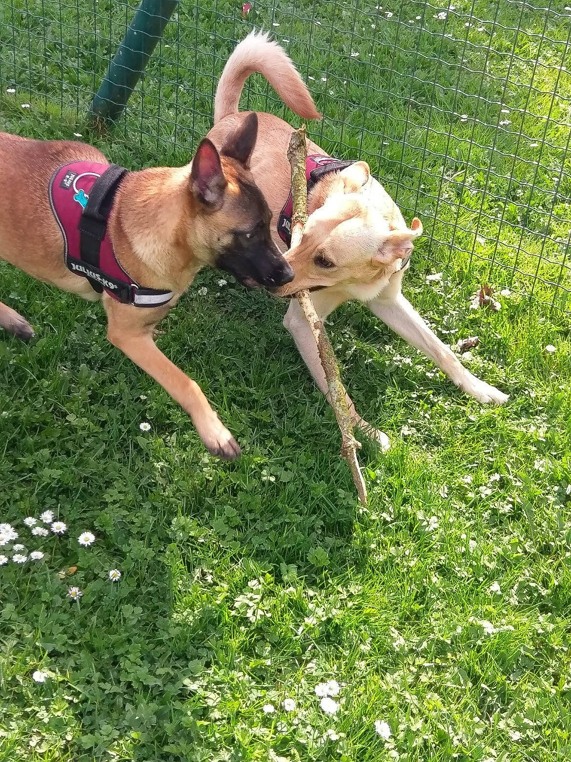 Neyka a rejoint le concours — aidez-le/la à gagner de superbes lots ! canidae, carnivore, collar, companion_dog, dog, dog_breed, dog_collar, fawn, flower, grass, grassland, groundcover, lawn, leash, meadow, people_in_nature, plant, sighthound, snout, sporting_group