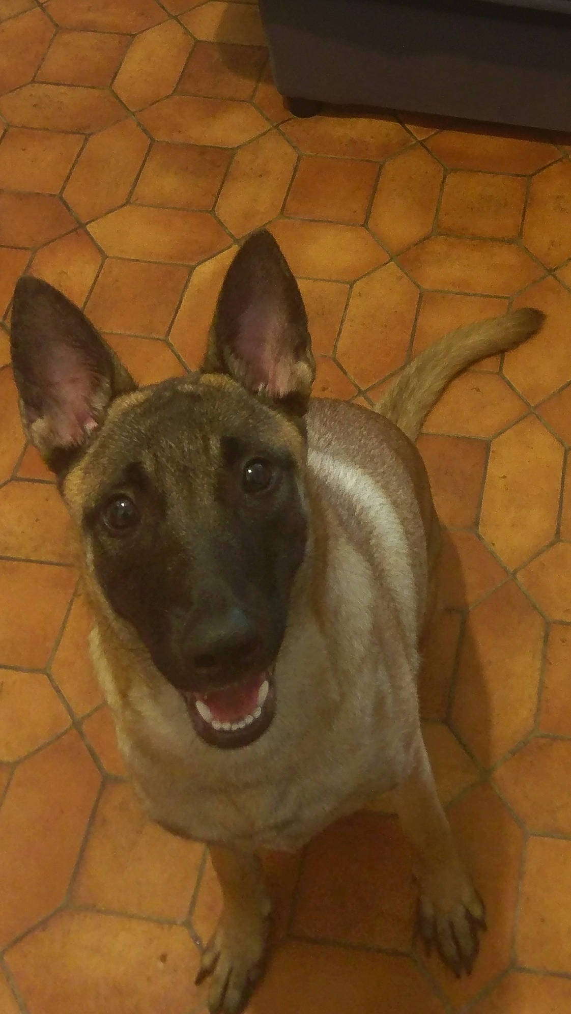 Neyka participe au concours pour gagner de l'argent avec cette photo : canidae, carnivore, companion_dog, dog, dog_breed, ear, fawn, flooring, fur, jaw, non_sporting_group, pet_supply, snout, sporting_group, tail, terrestrial_animal, throat, whiskers, working_animal