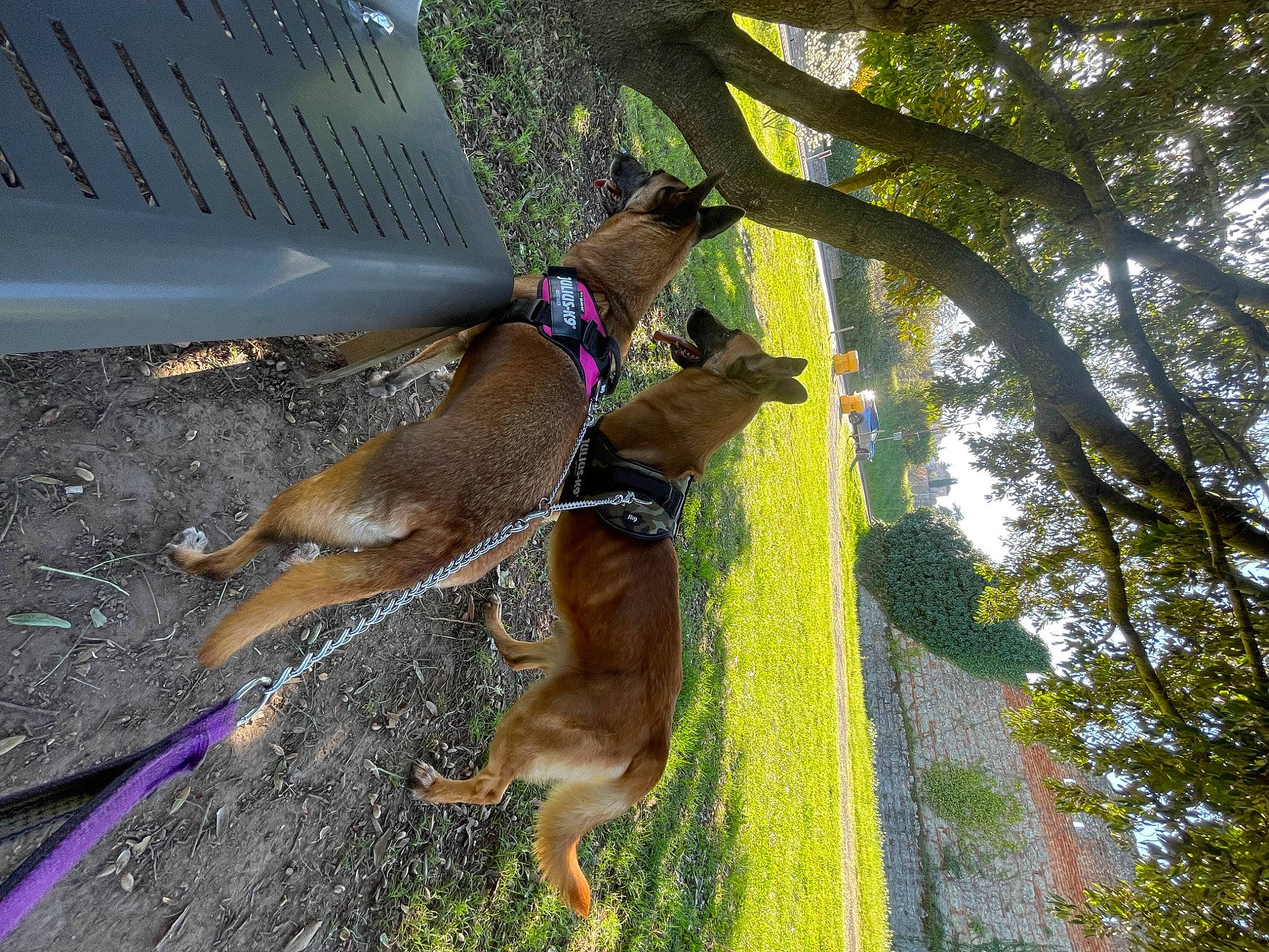 Killy a rejoint le concours — aidez-le/la à gagner de superbes lots ! canidae, carnivore, collar, companion_dog, dog, dog_breed, dog_hiking, fawn, guard_dog, hunting_dog, leash, pet_supply, plant, sky, sporting_group, tail, tree, trunk, twig, working_dog